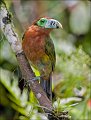 Spot-billed Toucanet.Brazil. February 2007